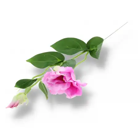 Eustoma gałązka pojedyncza