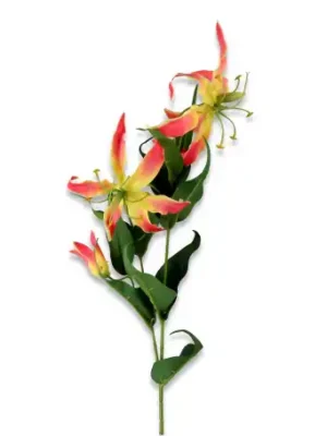 Gloriosa gałązka pojedyncza