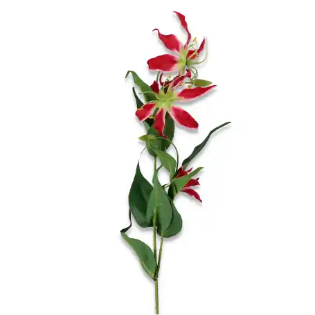 Gloriosa gałązka pojedyncza