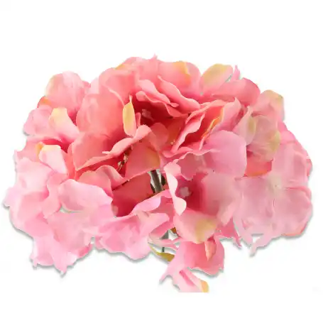 Hortnesja główka kwiatowa