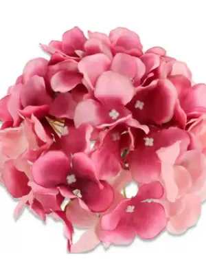 Hortnesja główka kwiatowa