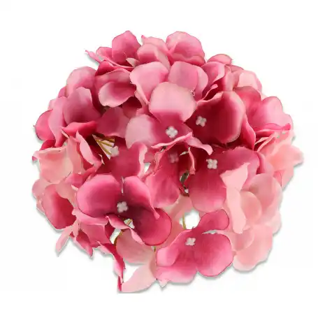 Hortnesja główka kwiatowa