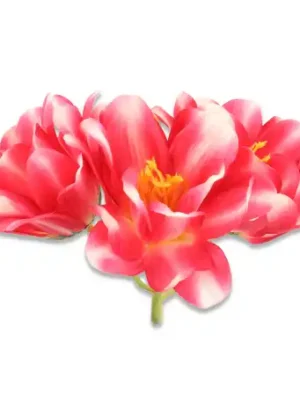 Magnolia główka kwiatowa