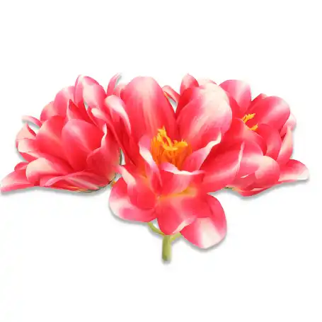 Magnolia główka kwiatowa