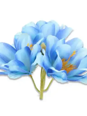 Magnolia główka kwiatowa