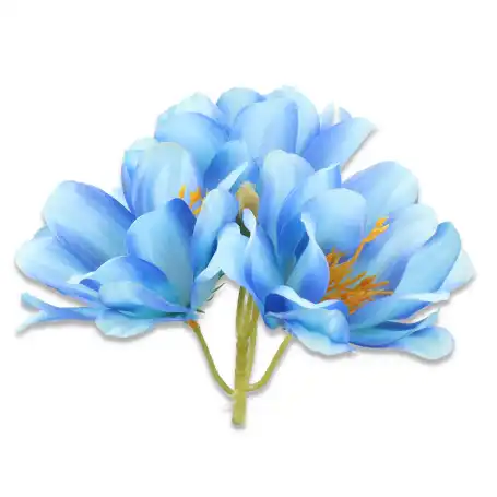 Magnolia główka kwiatowa