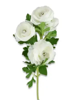 Pełnik gałązka biała