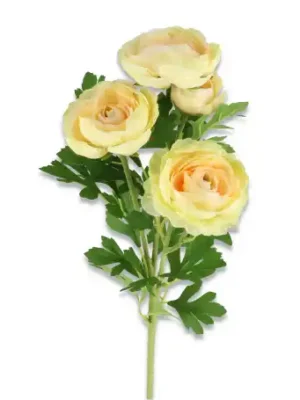 Pełnik gałązka żółta