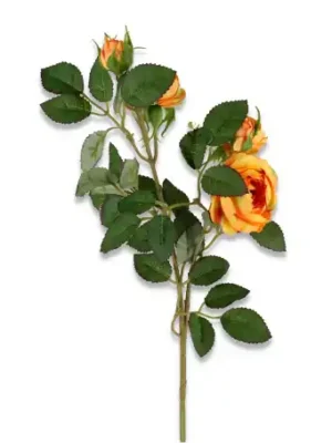 Róża gałązka mini  żółta