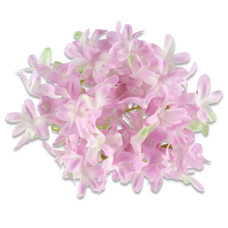 Bez główka kwiatowa