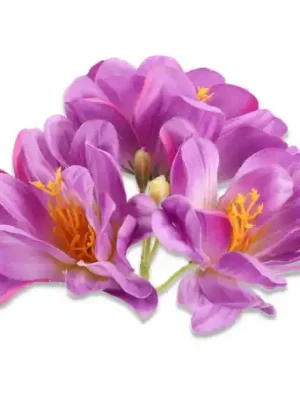 Magnolia główka kwiatowa