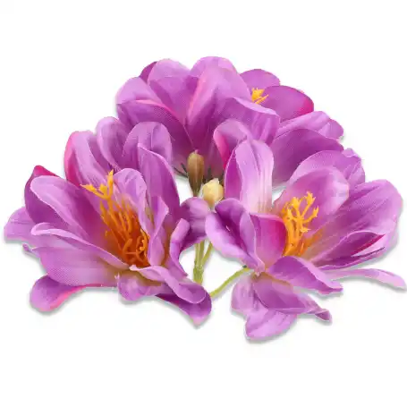 Magnolia główka kwiatowa